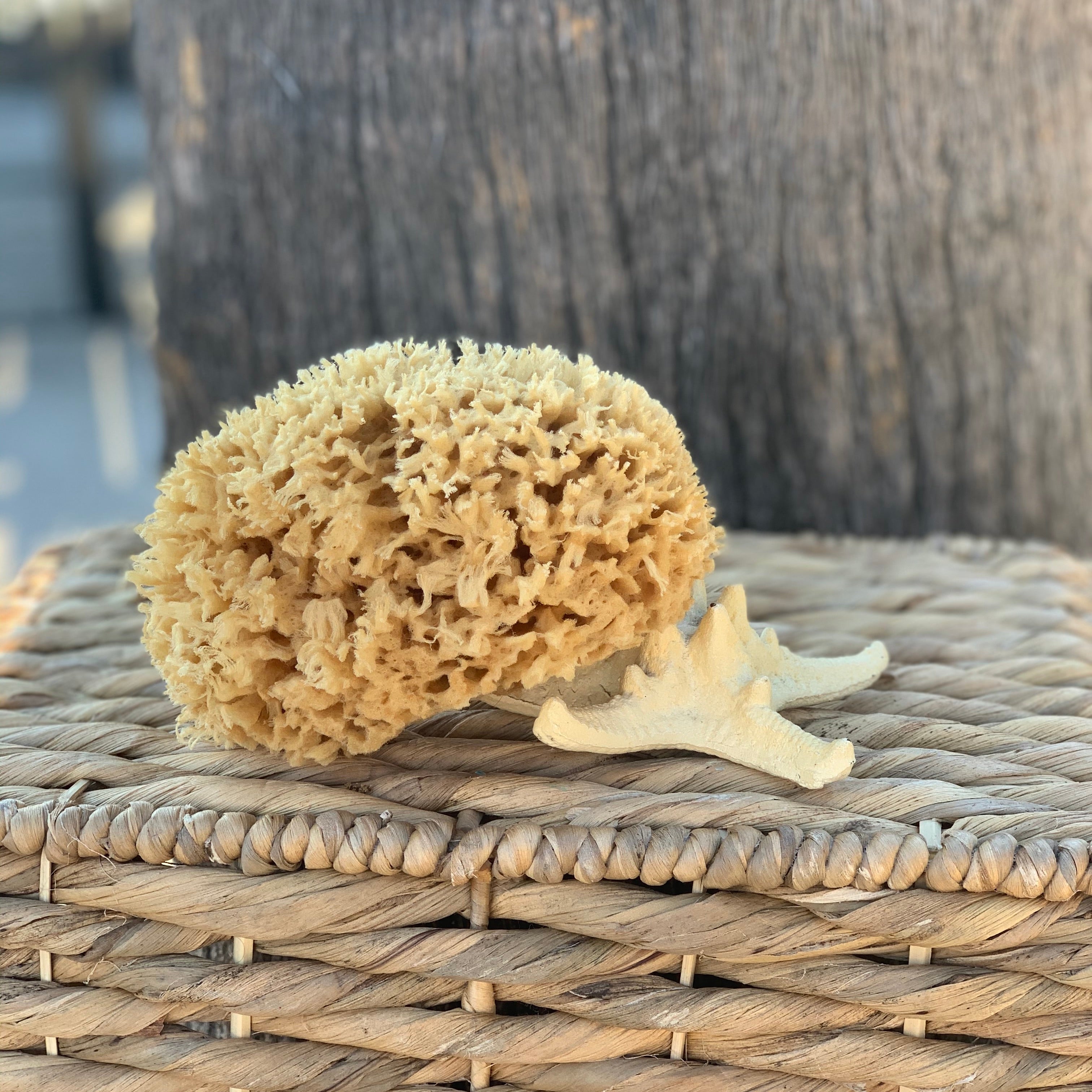 Large Wool Bathing Sea Sponge