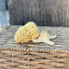 Wool Facial Sea Sponge