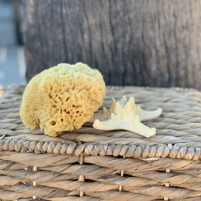 Yellow Bathing Sea Sponge