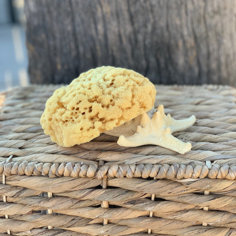 Yellow Dish Sea Sponge